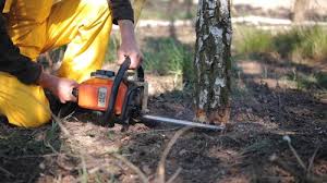 Best Tree Maintenance Programs  in Gages Lake, IL